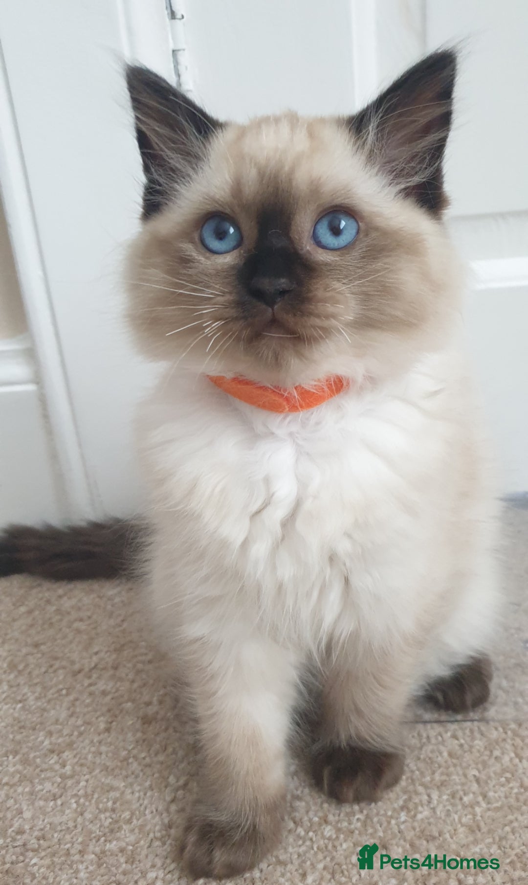 Ragdoll cats 1 girl left. fully vaccinated Ragdoll  - Advert 9