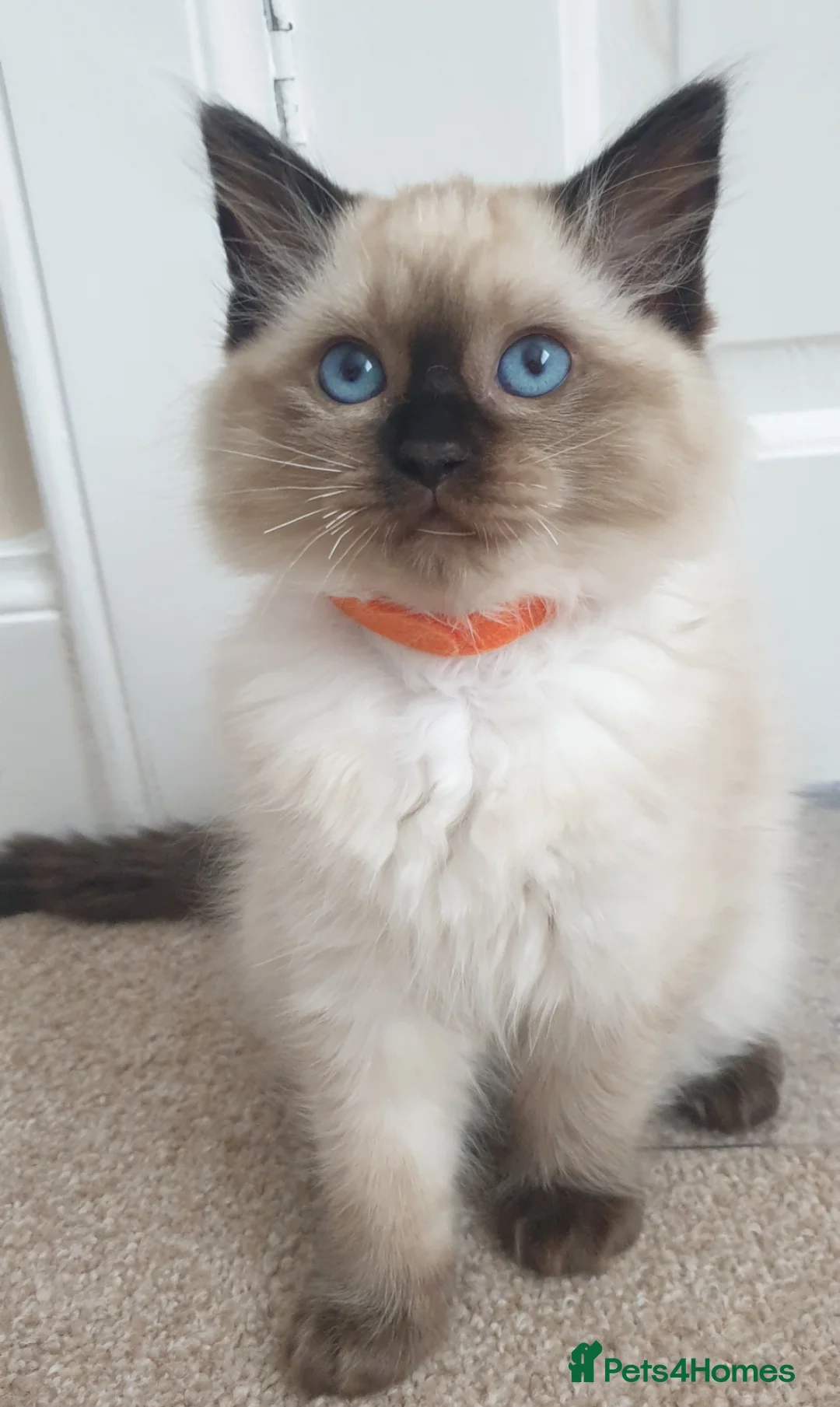 Ragdoll cats for sale: 1 girl left. fully vaccinated Ragdoll  - Advert 1