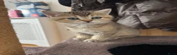 British Shorthair cats for sale: 🐱❤️ Beautiful Kittens Looking for Loving Homes! in Surbiton - Advert 21