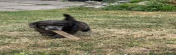 Miniature Poodle dogs for sale: 🌟miniature poodles ready now🌟 - Advert 9