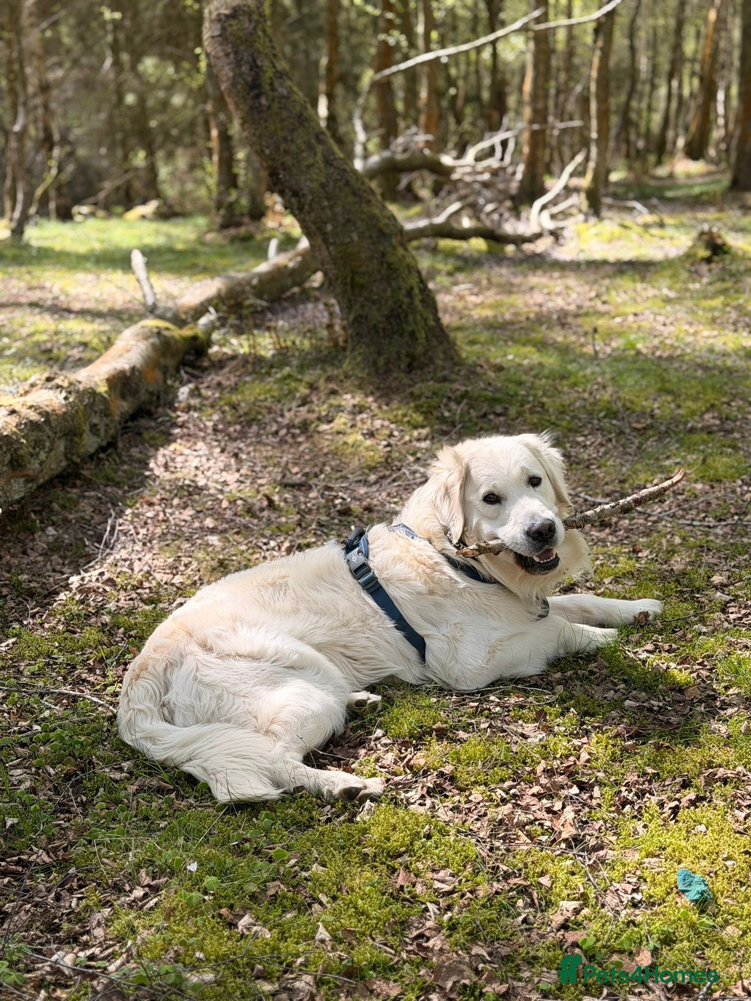 Golden Retriever dogs KC GOLDEN RETRIEVER ⭐️STUD⭐️ - Advert 1