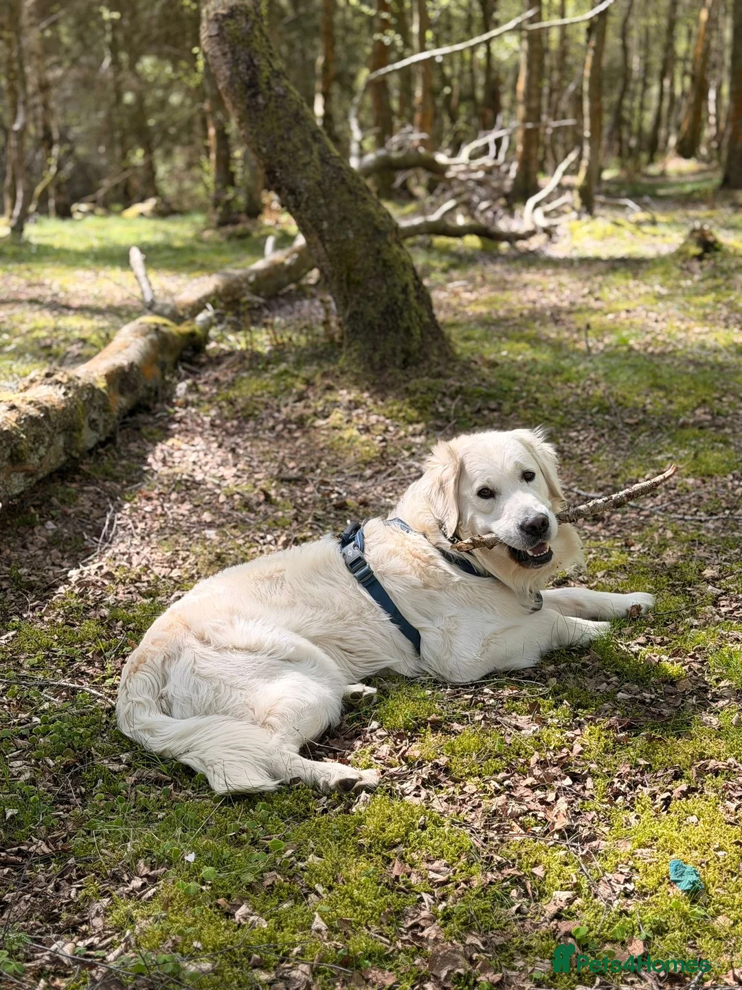 Golden Retriever dogs for stud: KC GOLDEN RETRIEVER ⭐️STUD⭐️ - Advert 1