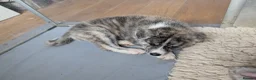 Japanese Akita Inu dogs for sale: Akita puppies pedigree for forever loving homes - Advert 17