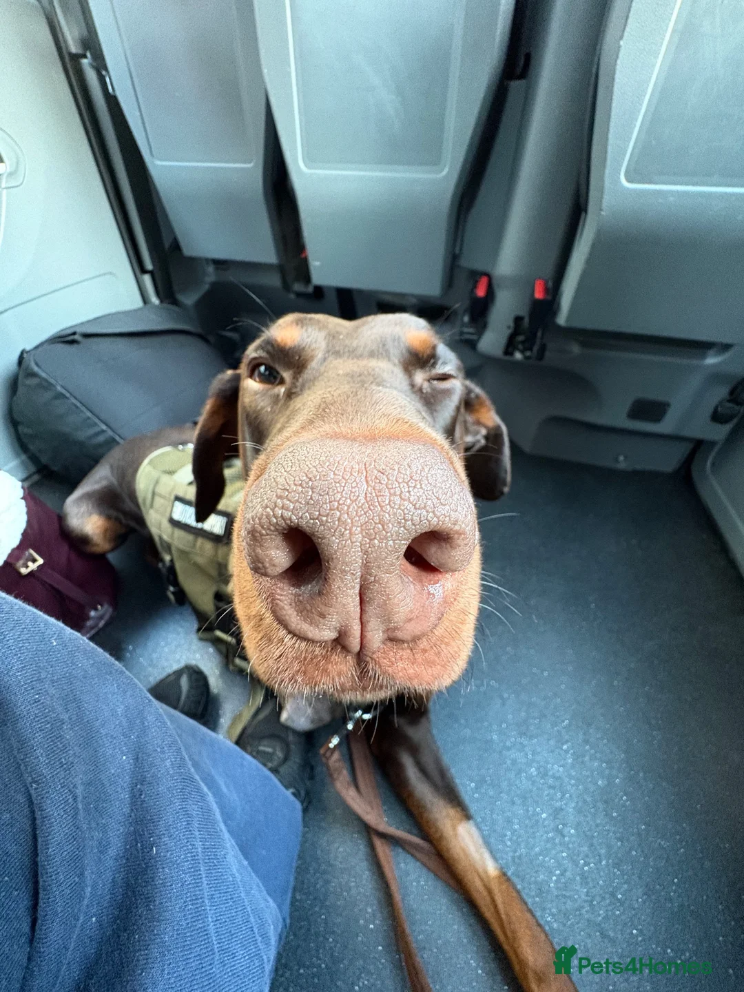 Dobermann dogs for sale: Male Doberman For Rehoming (tripod)  - Advert 2