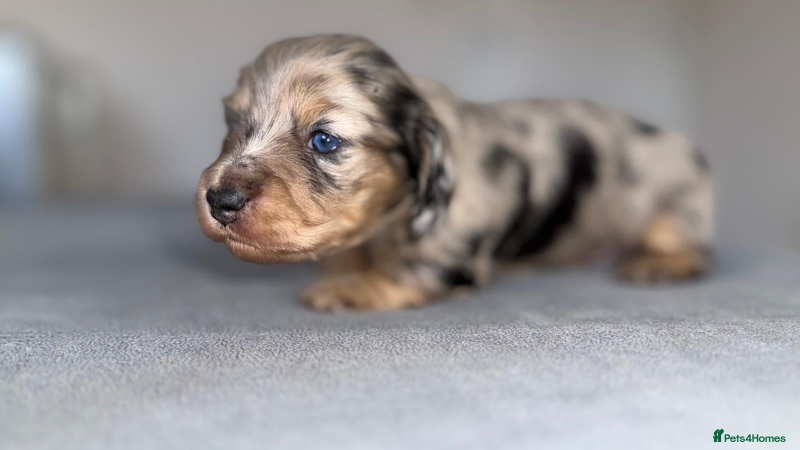 Miniature Dachshund dogs Miniature dachshund pups - Advert 10