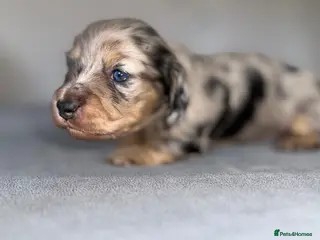 Miniature Dachshund dogs Miniature dachshund pups - Advert 10