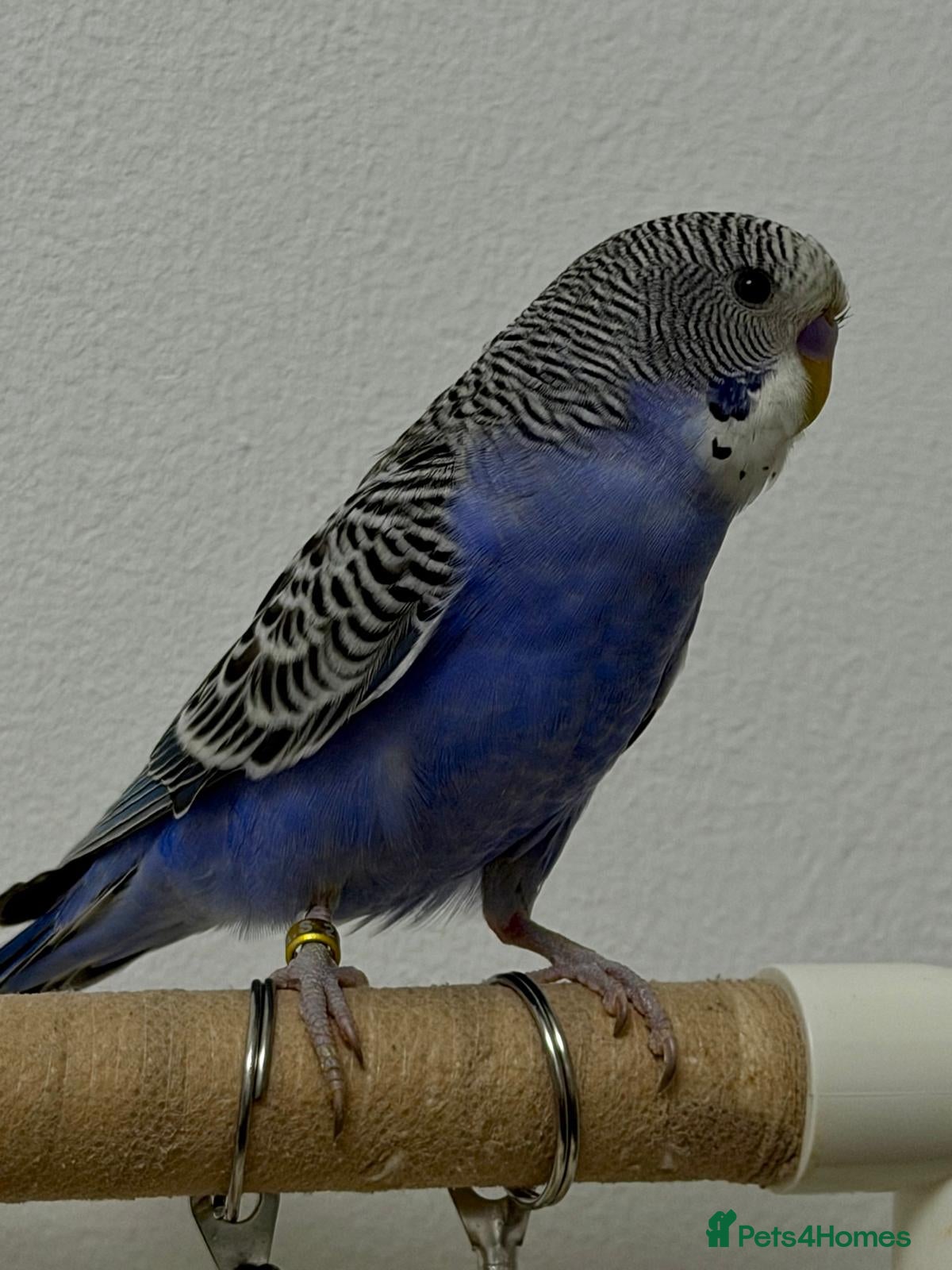 Budgerigars birds Split tcb/bf male semi-tame available  - Advert 6