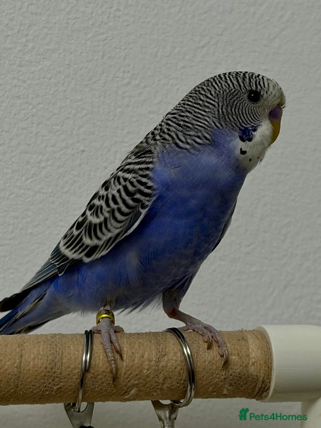 Budgerigars birds for sale: [SOLD]  Split tcb/bf male semi-tame available  - Advert 1