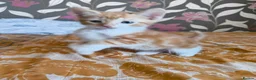 Mixed Breed cats for sale: 4 Well Trained & Healthy Kittens For New Home - Advert 2