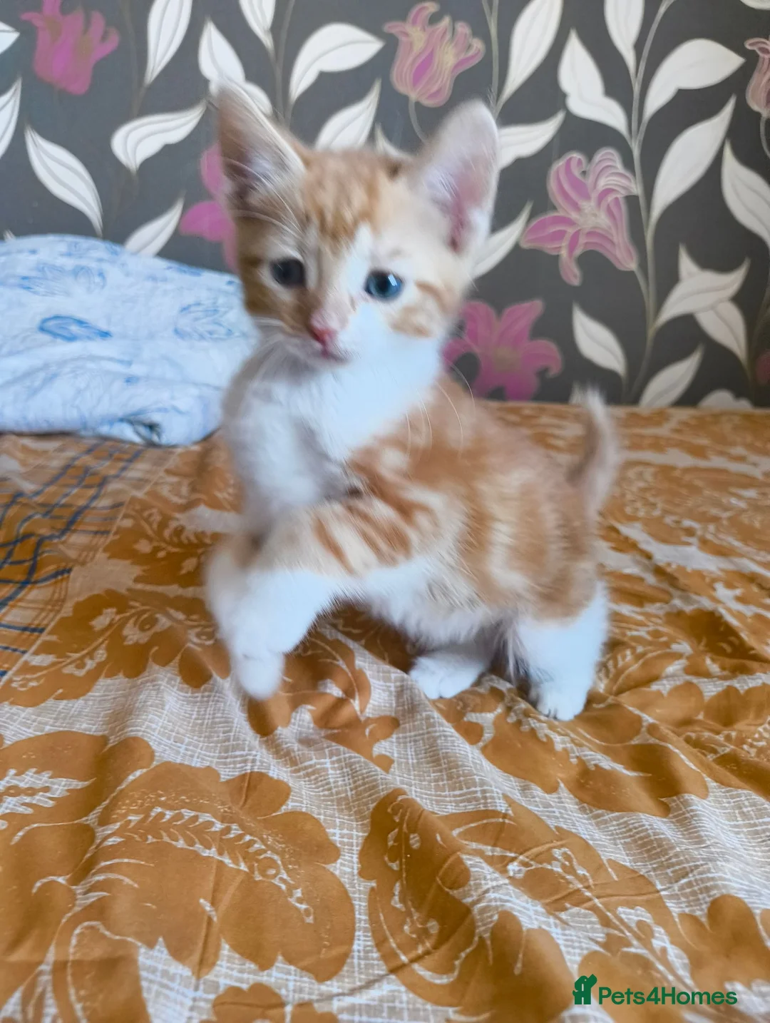 Mixed Breed cats for sale: 4 Well Trained & Healthy Kittens For New Home - Advert 2
