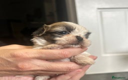 Shih Tzu dogs for sale: Beautiful litter of Shih tzu puppy’s  - Image 14