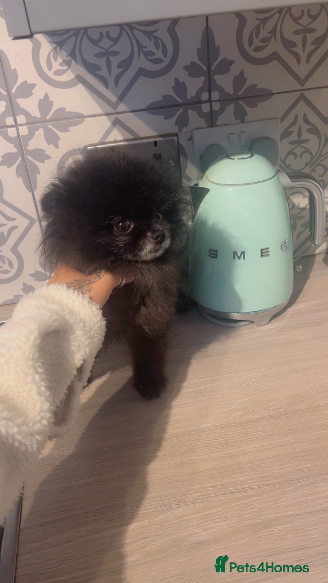Pomeranian dogs for sale: Super tiny male Pomeranian  - Image 6
