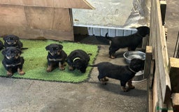 Rottweiler dogs for sale: Rottweiler/rotty puppies - Image 39