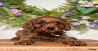 Cavapoo dogs - Advert 4