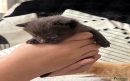 Mixed Breed cats for sale: Kittens  - Image 6