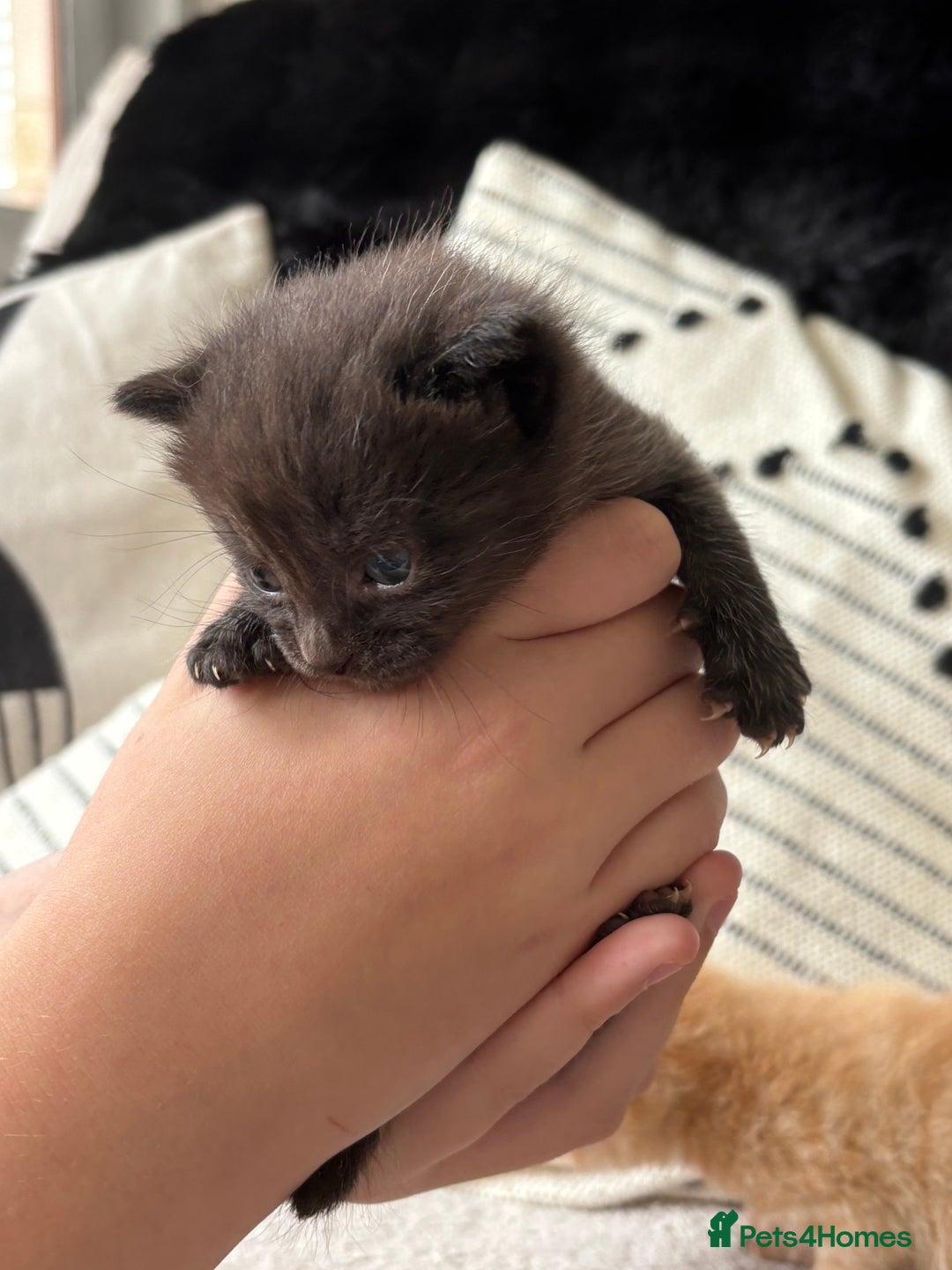 Mixed Breed cats for sale: Kittens  - Image 6