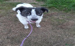 Mixed Breed dogs for adoption: Jeremy for adoption - Image 1