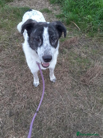 Mixed Breed dogs Jeremy for adoption - Advert 16