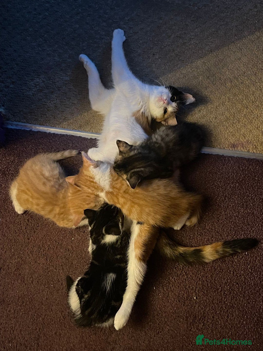 Domestic Shorthair cats for sale: 4 beautiful fluffy kitten ready to go  - Image 5