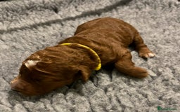 Labradoodle dogs for sale: Mini Red Labradoodle 🧬 clear  - Image 20