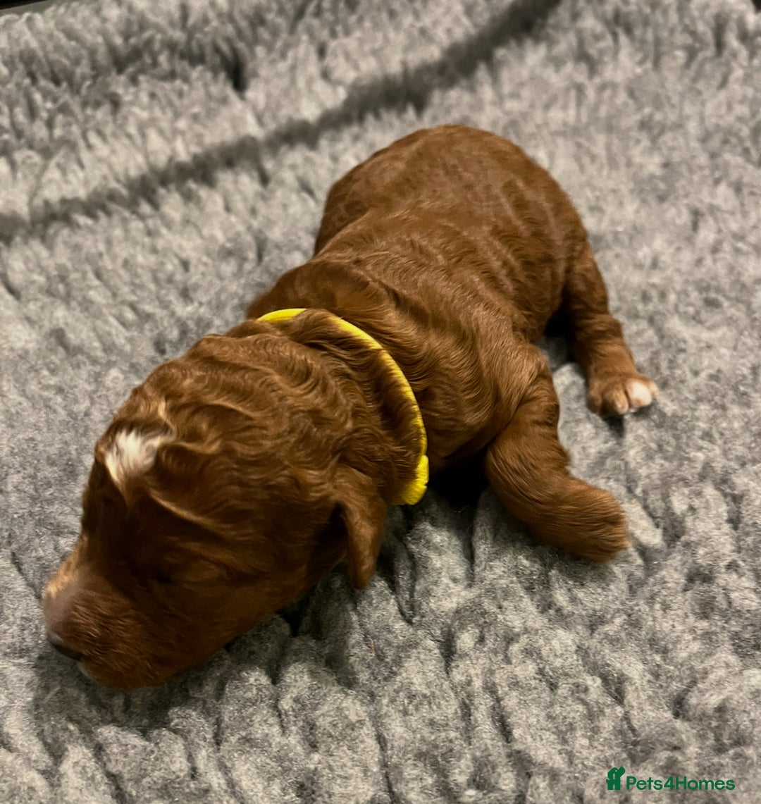Labradoodle dogs for sale: Mini Red Labradoodle 🧬 clear  - Image 20