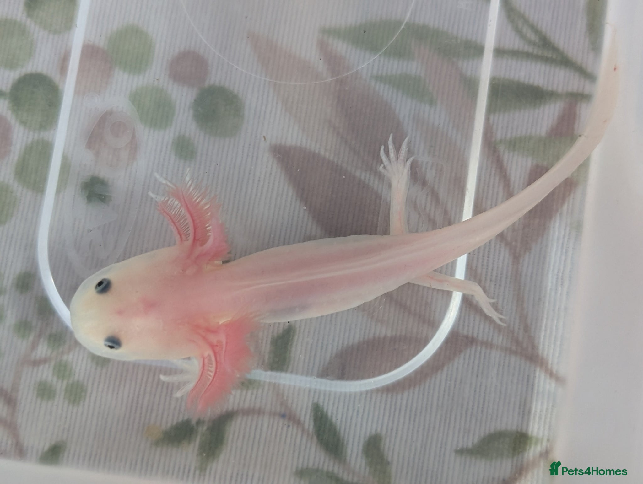 Axolotl reptiles for sale: Leucistic Axolotls - Available Now - Advert 6