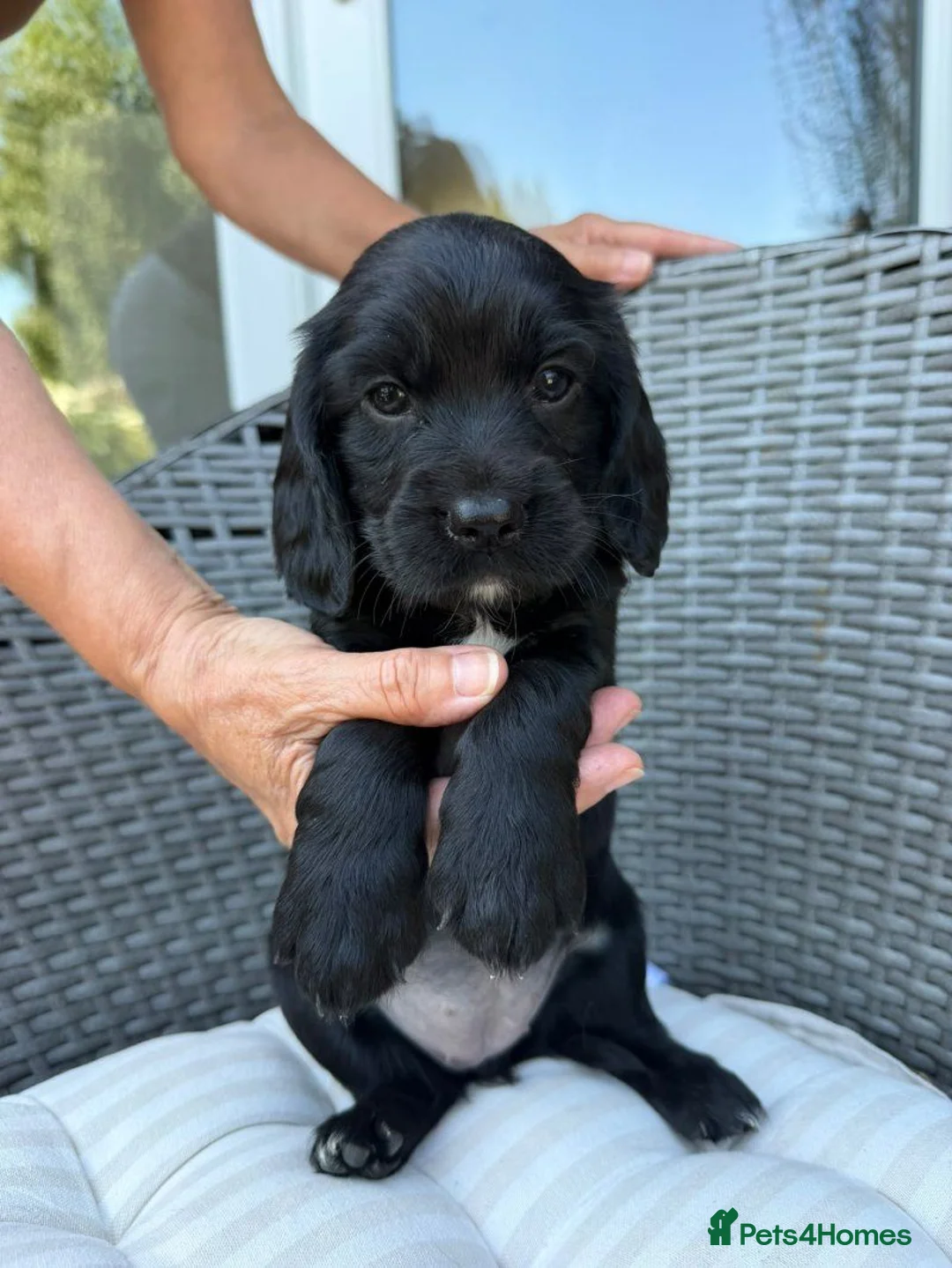 Sprocker dogs for sale: Beautiful Sprocker Spaniel Puppies 2 Boys, 2 Girls - Advert 1