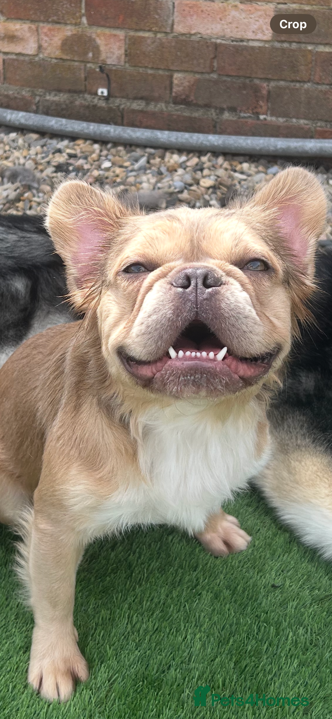 French Bulldog dogs for stud: Fluffy French Bulldog for STUD - Image 2
