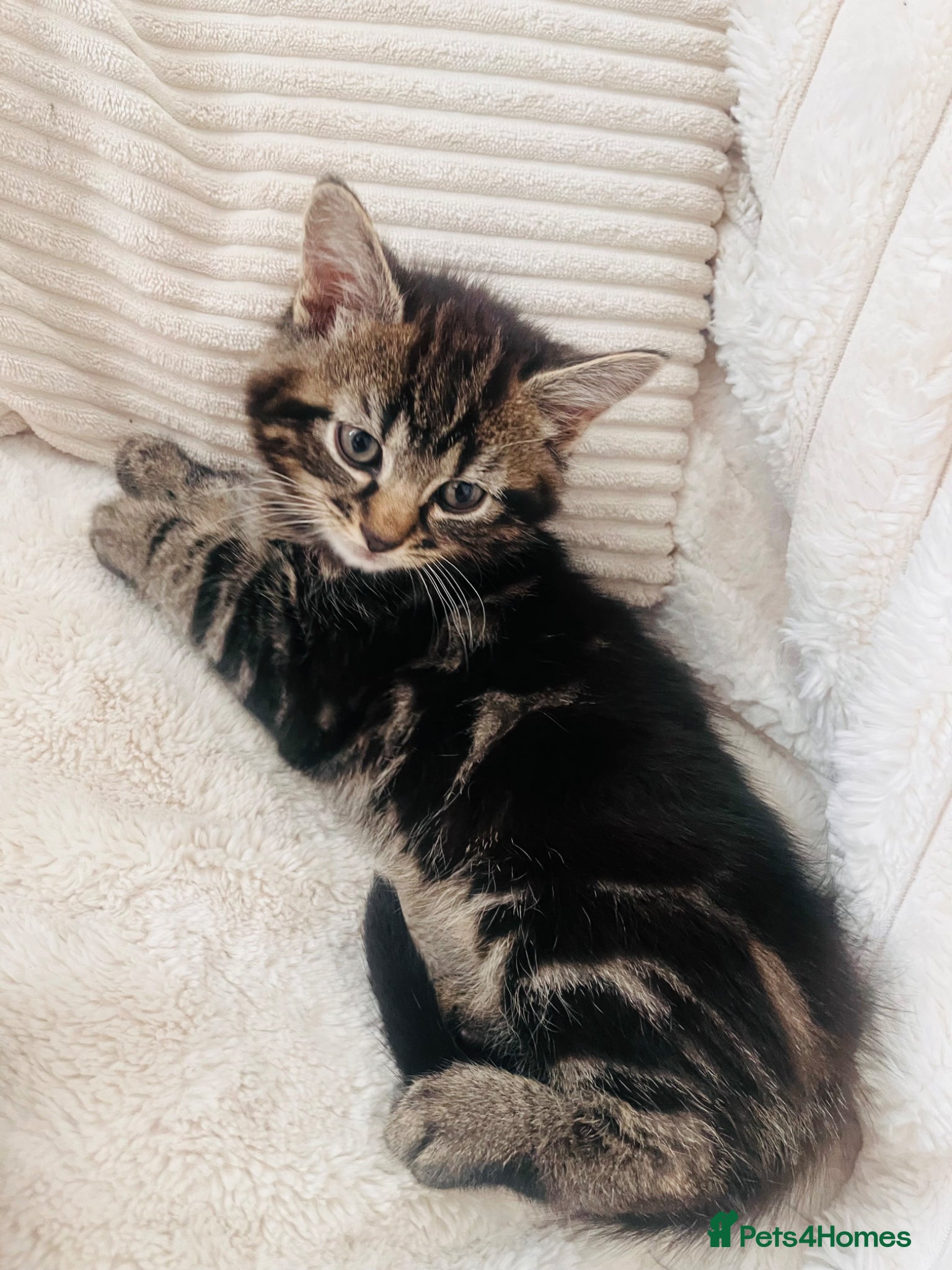 Mixed Breed cats 🐾 Beautiful Kittens Ready for Their New Homes 🐾 - Advert 1