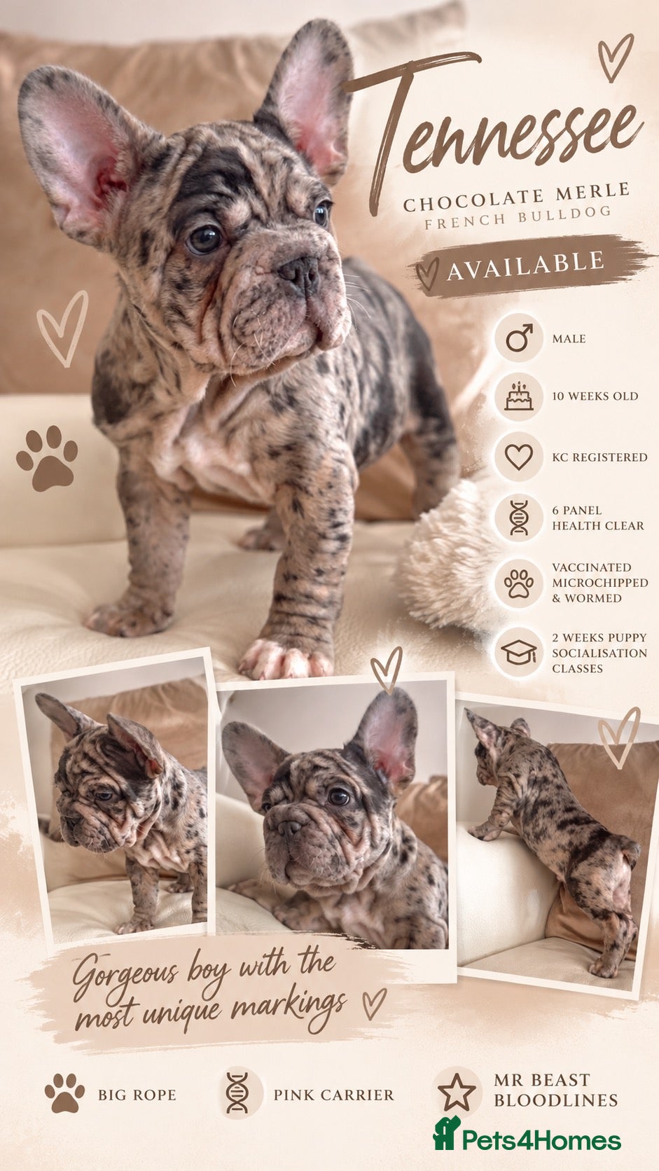 French Bulldog dogs Chunky French Bulldog Pups - Advert 7