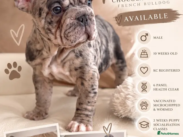 French Bulldog dogs Chunky French Bulldog Pups - Advert 7
