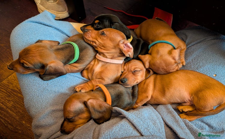 Miniature Dachshund dogs - Advert 6