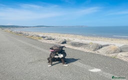 Mixed Breed dogs for sale: Cane Corso Cross Staffy - Image 5