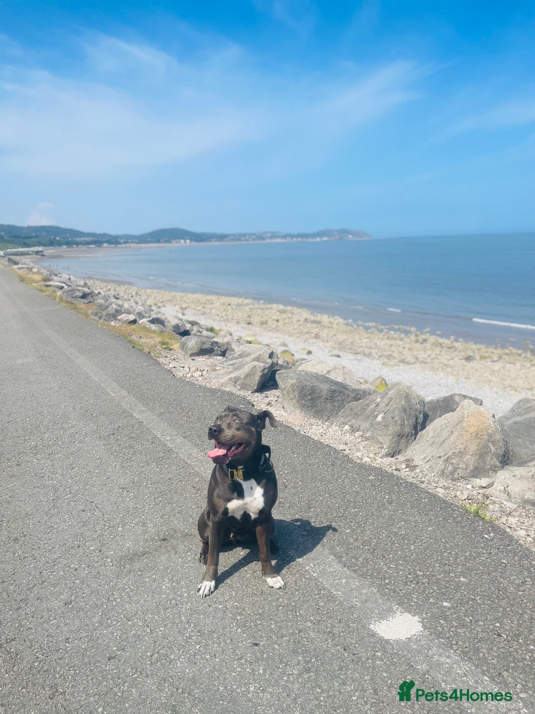 Mixed Breed dogs for sale: Cane Corso Cross Staffy - Image 5