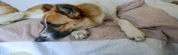 Mixed Breed dogs for adoption: 🤎 Pixel – The Gentlest Soul You’ll Ever Meet 🤎 - Advert 16