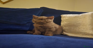 British Shorthair cats - Advert 3