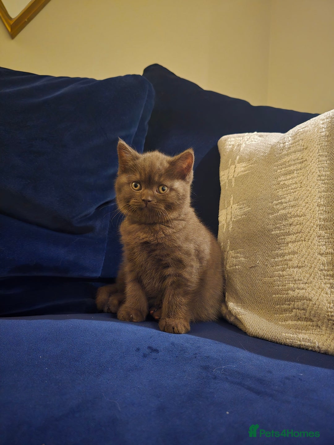 British Shorthair cats for sale: 🤎gccf redgistered British Shorthair Kittens🤎 - Image 3
