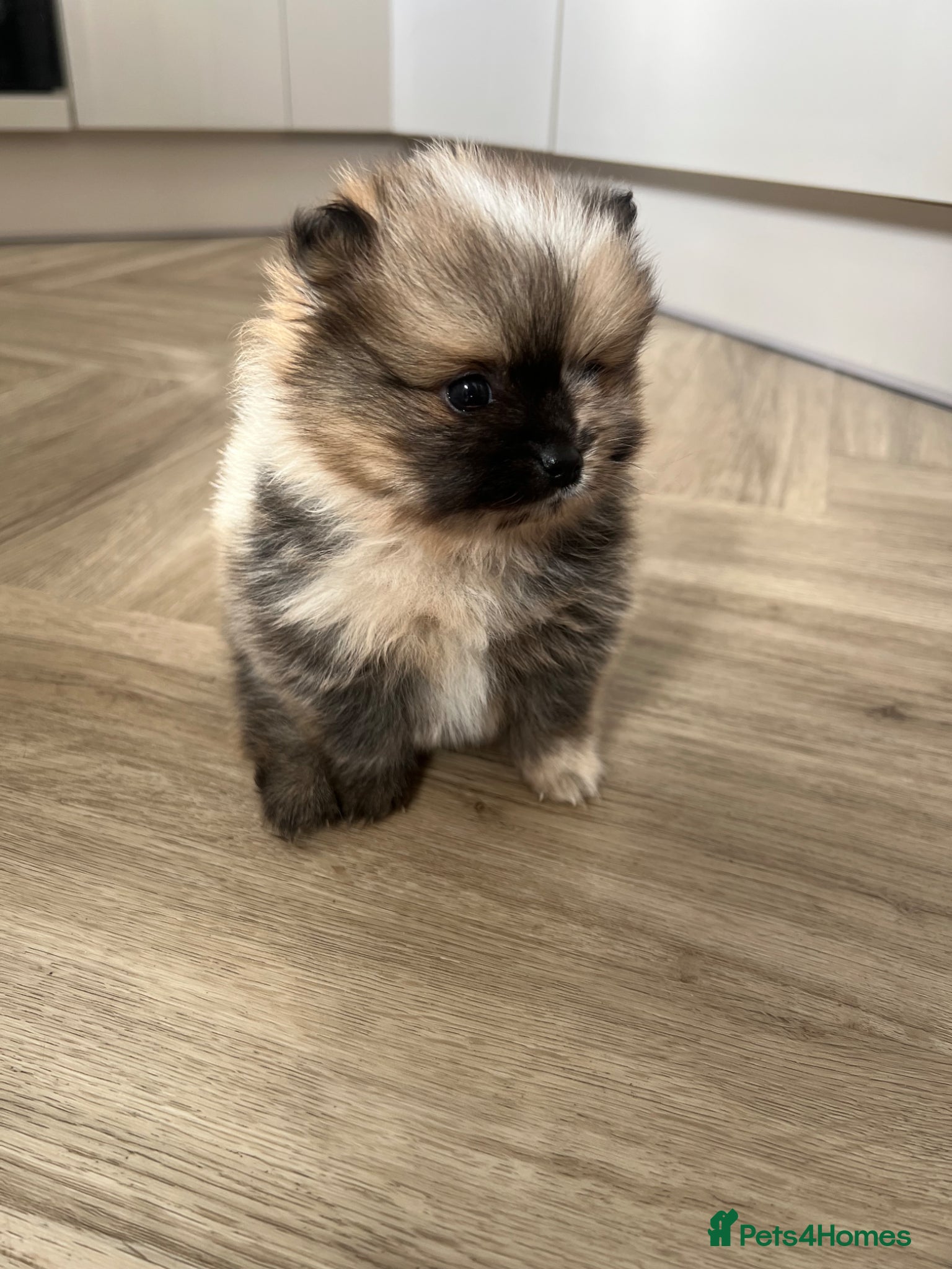 Pomeranian dogs Male Pomeranian puppy for sale  - Advert 3