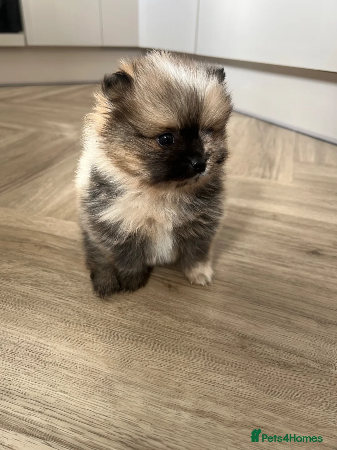 Pomeranian dogs for sale: Male Pomeranian puppy for sale  - Advert 1