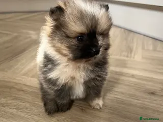 Pomeranian dogs Male Pomeranian puppy for sale - Advert 3