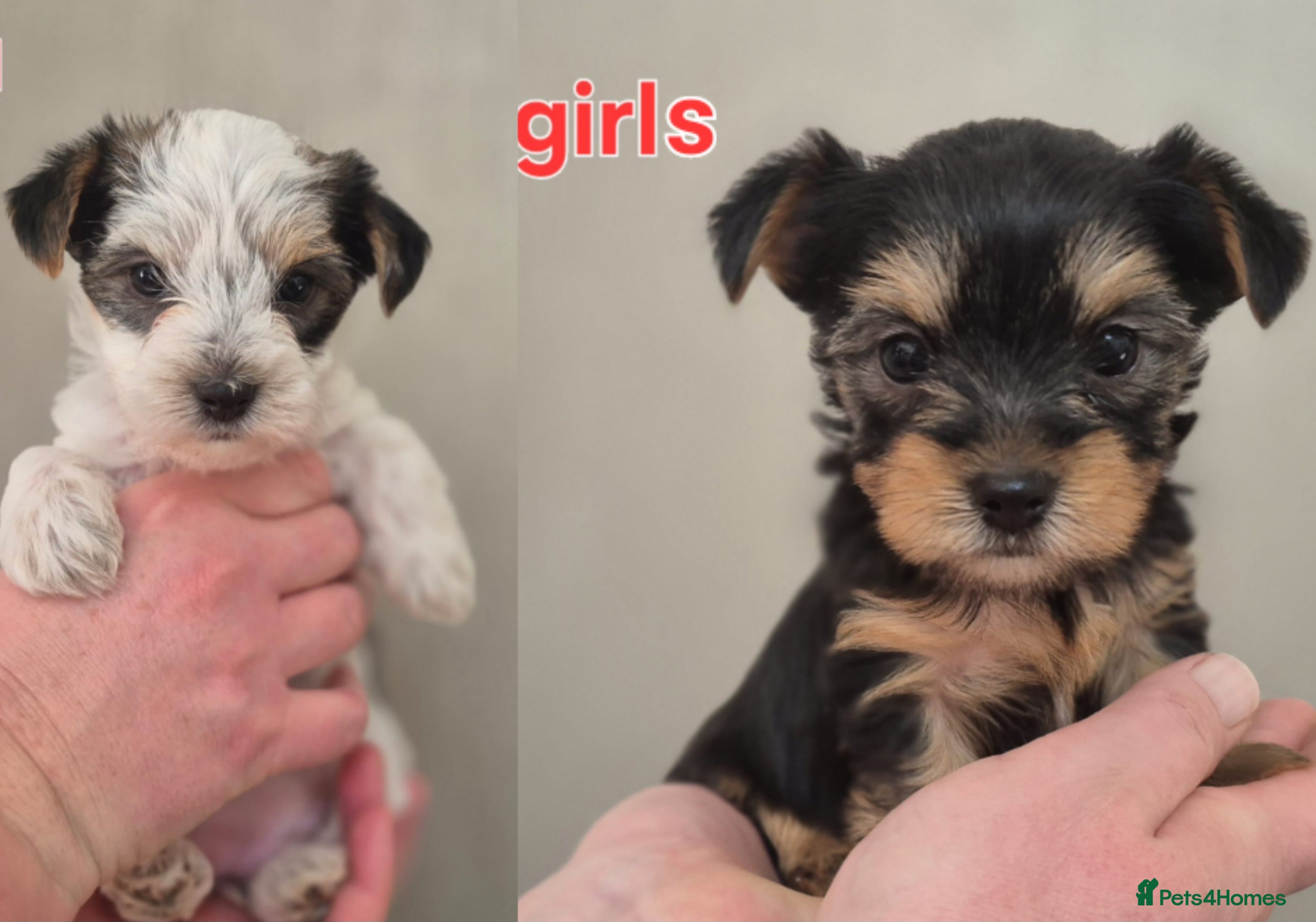 Biewer Terrier dogs Yorkshire Biewier terrier  - Advert 1