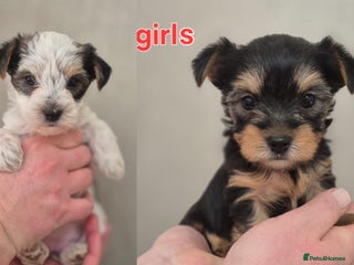 Biewer Terrier dogs Yorkshire Biewier terrier - Advert 2