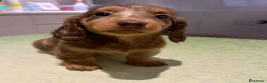 Miniature Dachshund 2
