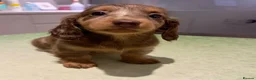 Miniature Dachshund dogs for sale: Beautiful Miniature Dachshund Puppies Ready to go in London - Advert 5