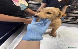 Mixed Breed dogs for adoption: Fanta for adoption - Image 4