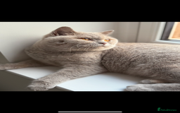 British Shorthair cats for sale: Active Lilac Cream Tortie  - Image 4