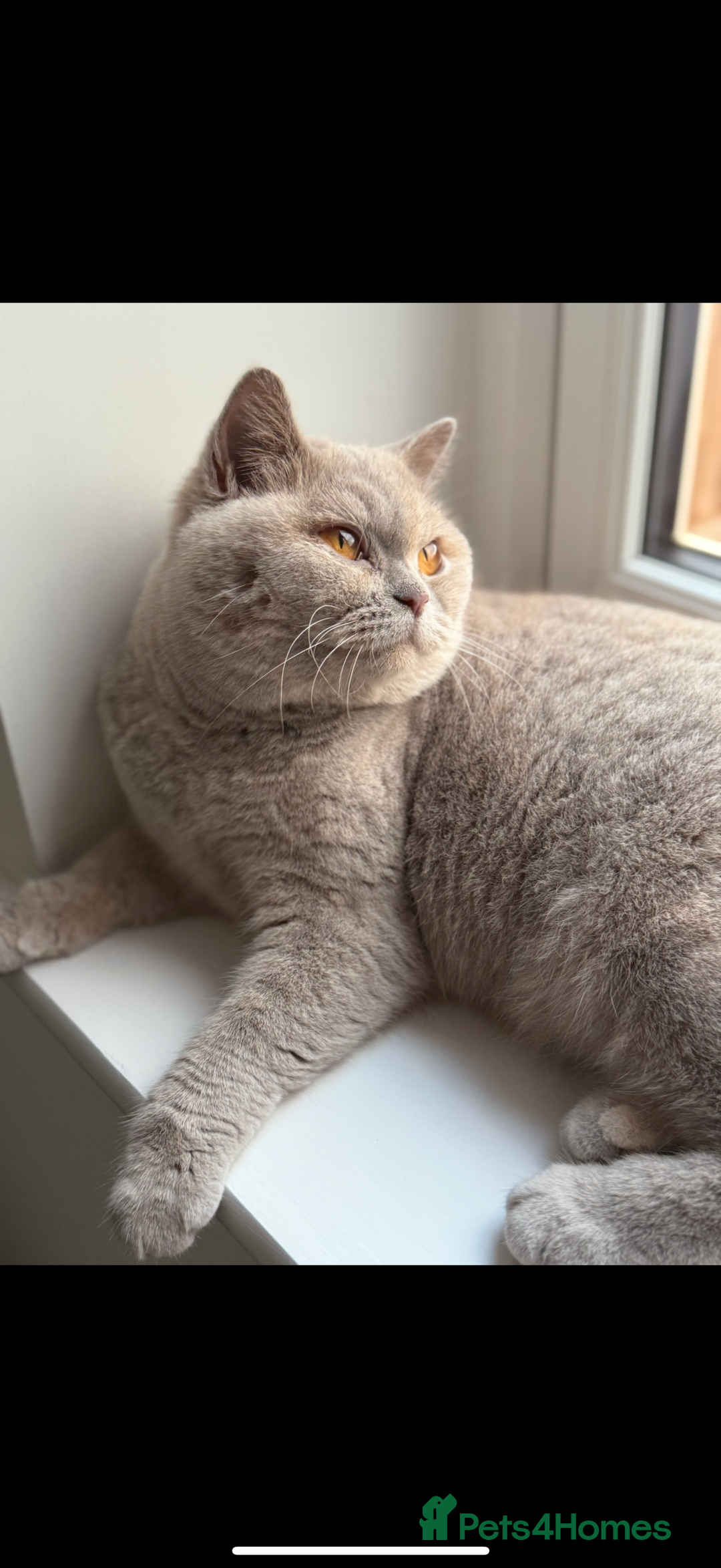 British Shorthair cats for sale: Active Lilac Cream Tortie  - Image 4