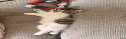 Mixed Breed cats for sale: 5 gorgeous playful little ones  - Advert 22