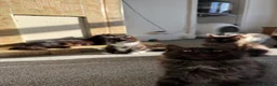 Mixed Breed cats for sale: kittens ready to be loved  - Advert 34