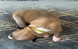 Mixed Breed dogs for sale: Welsh collies X Border collie - Image 4